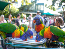 Currumbin Wildlife Sanctuary